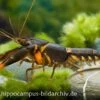 Feuerkrebs, Cherax Sp. 'Orange Tip' -Container Haustiere Geschäft 10352 Feuerkrebs Cherax sp Orange Tip