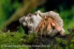 5 Kleine Landeinsiedlerkrebse, Coenobita Spec. 7 5 Kleine Landeinsiedlerkrebse, Coenobita Spec. -Container Haustiere Geschäft 12441 Landeinsiedlerkrebs Coenobita pseudorugosus