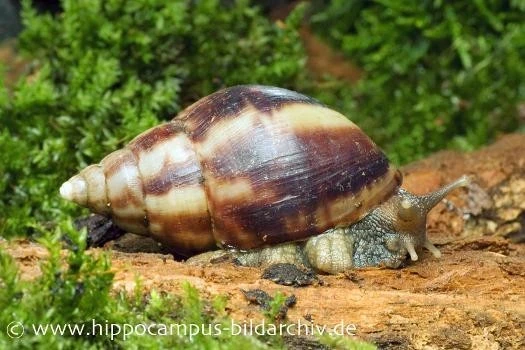 Landschnecken-Bundle: 3x Achatschnecke, Achatina fulica Landschnecken-Bundle: 3x Achatschnecke, Achatina Fulica -Container Haustiere Geschäft 12568 Achatschnecke Achatina fulica 1