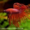 Crown Tail Kampffisch Rot, Männchen, Betta Splendens -Container Haustiere Geschäft 12877 Crown Tail Kampffisch rot Maennchen Betta splend