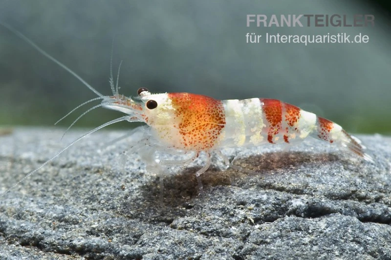 Bundle: 10x Crystal Red Garnele, Caridina logemanni + Moos Bundle: 10x Crystal Red Garnele, Caridina Logemanni + Moos -Container Haustiere Geschäft 13577 Crystal Red Garnele Caridina cf cantonensis n