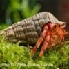 Erdbeer Landeinsiedlerkrebs, Coenobita Perlatus 1 Erdbeer Landeinsiedlerkrebs, Coenobita Perlatus -Container Haustiere Geschäft 15098 Erdbeer Landeinsiedlerkrebs Coenobita perlatus