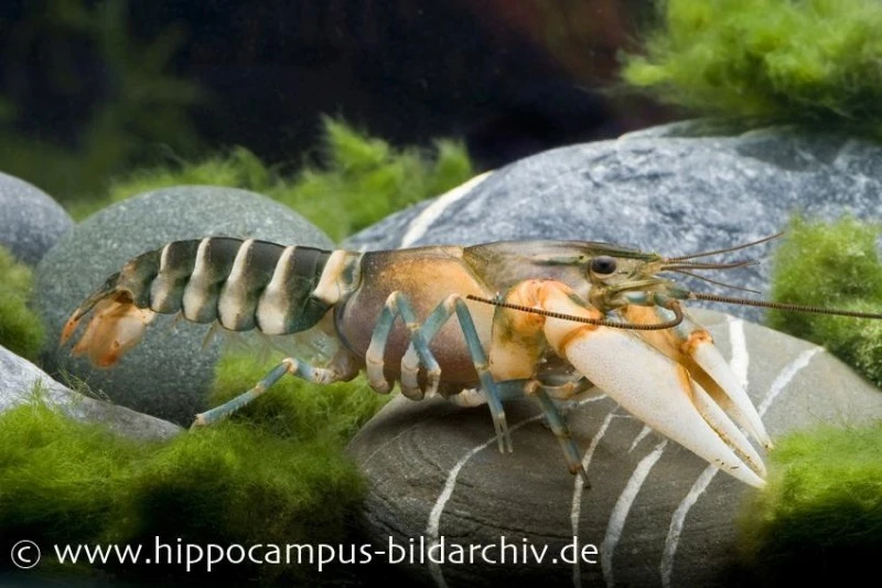 Tigerkrebs, Cherax peknyi Tigerkrebs, Cherax Peknyi -Container Haustiere Geschäft 1523 Tigerkrebs Cherax peknyi