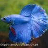 Halfmoon Kampffisch Blau, Männchen, Betta Splendens -Container Haustiere Geschäft 15289 Halfmoon Kampffisch blau Maennchen Betta splende