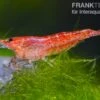 Bundle: 10 X Red Fire, Neocaridina Heteropoda Rot + Portion Javamoos 1 Bundle: 10 X Red Fire, Neocaridina Heteropoda Rot + Portion Javamoos -Container Haustiere Geschäft 1560 Rote Zwerggarnele Neocaridina heteropoda var