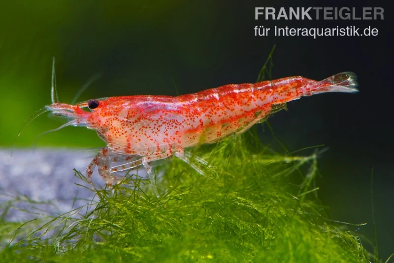 Bundle: 10 x Red Fire, Neocaridina heteropoda Rot + Portion Javamoos Bundle: 10 X Red Fire, Neocaridina Heteropoda Rot + Portion Javamoos -Container Haustiere Geschäft 1560 Rote Zwerggarnele Neocaridina heteropoda var