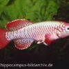 Killifisch Torfansatz Nothobranchius Eggersi Red, 30 Eier 1 Killifisch Torfansatz Nothobranchius Eggersi Red, 30 Eier -Container Haustiere Geschäft 16024 Killifisch Torfansatz Nothobranchius eggersi red