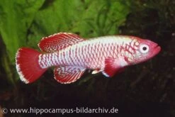 Killifisch Torfansatz Nothobranchius Eggersi Red, 30 Eier 3 Killifisch Torfansatz Nothobranchius Eggersi Red, 30 Eier -Container Haustiere Geschäft 16024 Killifisch Torfansatz Nothobranchius eggersi red 1