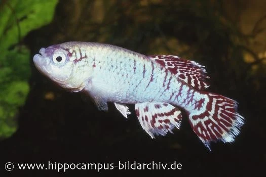 Killifisch Torfansatz Nothobranchius eggersi blue, 30 Eier Killifisch Torfansatz Nothobranchius Eggersi Blue, 30 Eier -Container Haustiere Geschäft 16025 Killifisch Torfansatz Nothobranchius eggersi blu 1