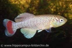 Killifisch Torfansatz Nothobranchius Jubbi, 30 Eier -Container Haustiere Geschäft 16027 Killifisch Torfansatz Nothobranchius jubbi 30 E 1