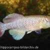 Killifisch Torfansatz Nothobranchius Jubbi, 30 Eier 2 Killifisch Torfansatz Nothobranchius Jubbi, 30 Eier -Container Haustiere Geschäft 16027 Killifisch Torfansatz Nothobranchius jubbi 30 Eie