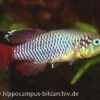 Killifisch Torfansatz Nothobranchius Guentheri Red, 30 Eier 2 Killifisch Torfansatz Nothobranchius Guentheri Red, 30 Eier -Container Haustiere Geschäft 16029 Killifisch Torfansatz Nothobranchius guentheri red