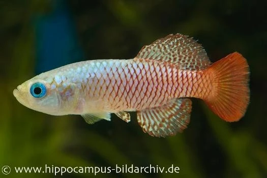 Killifisch Torfansatz Nothobranchius palmqvistii, 30 Eier Killifisch Torfansatz Nothobranchius Palmqvistii, 30 Eier -Container Haustiere Geschäft 16031 Killifisch Torfansatz Nothobranchius palmqvistii 1