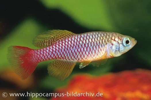 Killifisch Torfansatz Nothobranchius patrizii, 30 Eier Killifisch Torfansatz Nothobranchius Patrizii, 30 Eier -Container Haustiere Geschäft 16032 Killifisch Torfansatz Nothobranchius patrizii 30