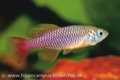 Killifisch Torfansatz Nothobranchius Patrizii, 30 Eier 3 Killifisch Torfansatz Nothobranchius Patrizii, 30 Eier -Container Haustiere Geschäft 16032 Killifisch Torfansatz Nothobranchius patrizii 3 1