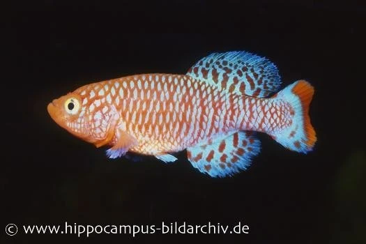 Killifisch Torfansatz Nothobranchius rachovii, 30 Eier Killifisch Torfansatz Nothobranchius Rachovii, 30 Eier -Container Haustiere Geschäft 16033 Killifisch Torfansatz Nothobranchius rachovii 3 1