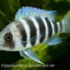 Tanganjika-Beulenkopf, Cyphotilapia Frontosa "Burundi", DNZ -Container Haustiere Geschäft 20860 Tanganjika Beulenkopf Cyphotilapia frontosa