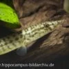 Indischer Zwergstachelaal, Macrognathus Pancalus -Container Haustiere Geschäft 20894 Indischer Zwergstachelaal Macrognathus pancalus