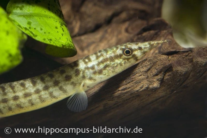 Indischer Zwergstachelaal, Macrognathus pancalus Indischer Zwergstachelaal, Macrognathus Pancalus -Container Haustiere Geschäft 20894 Indischer Zwergstachelaal Macrognathus pancalus