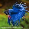 Crown Tail Kampffisch Blau, Männchen, Betta Splendens -Container Haustiere Geschäft 20914 Crown Tail Kampffisch blau Maennchen Betta splen