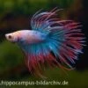 Crown Tail Kampffisch Multicolor, NZ, Männchen, Betta Splendens -Container Haustiere Geschäft 20915 Crown Tail Kampffisch multicolor Maennchen Betta
