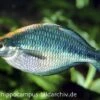 Türkis-Regenbogenfisch, Melanotaenia Lacustris, DNZ 5-6 Cm -Container Haustiere Geschäft 20927 Tuerkis Regenbogenfisch Melanotaenia lacustris