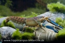 Blau-Rosa Krebs, Cherax Pulcher