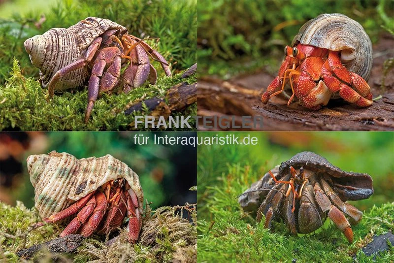 5 kleine Landeinsiedlerkrebse, Coenobita spec. 5 Kleine Landeinsiedlerkrebse, Coenobita Spec. -Container Haustiere Geschäft 5 kleine Landeinsiedlerkrebse Coenobita spec