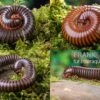 Bundle: 5 X Millipede-Mix, Spirostreptus Spec. (5 Tausendfüsser) 2 Bundle: 5 X Millipede-Mix, Spirostreptus Spec. (5 Tausendfüsser) -Container Haustiere Geschäft 5 x Millipede Mix Spirostreptus spec 1