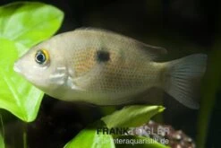 Indischer Buntbarsch, Etroplus Maculatus