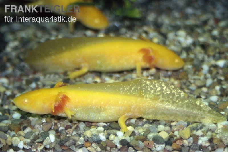 Axolotl goldfarben, Ambystoma mexicanum Axolotl Goldfarben, Ambystoma Mexicanum -Container Haustiere Geschäft 80065 Axolotl goldfarben Ambystoma