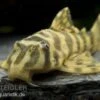 Imperial Tiger Pleco, Peckoltia Compta Imperial Tiger, L134 -Container Haustiere Geschäft 80070 Imperial Tiger Pleco Peckoltia compta Imperial Ti