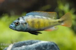 Thick Skin Cichlide, Haplochromis Sp. Thick Skin CH44, DNZ