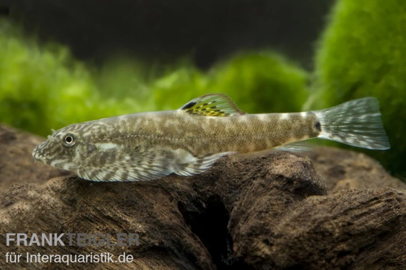 Chinesischer Flossensauger, Pseudogastromyzon cheni Chinesischer Flossensauger, Pseudogastromyzon Cheni -Container Haustiere Geschäft 80087 Chinesischer Flossensauger Pseudogastromyzon chen