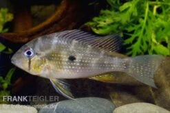 Heckels Buntbarsch, Acarichthys Heckelii -Container Haustiere Geschäft 80102 Heckels Buntbarsch Acarichthys heckelii