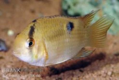 Maronibuntbarsch, Aequidens Maronii