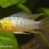 Gelber Zwergbuntbarsch, Apistogramma Borelli, Paarweise -Container Haustiere Geschäft 80122 Gelber Zwergbuntbarsch Apistogramma borelli