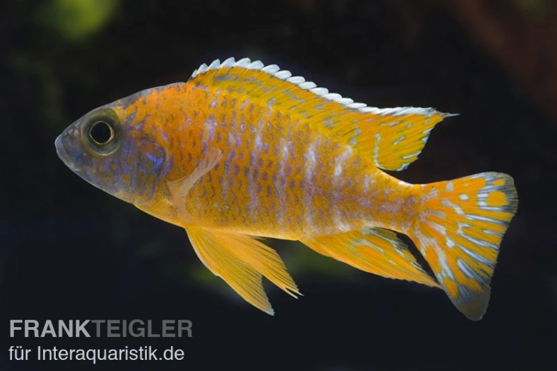 Aulonocara spec. Red Rubin, DNZ Aulonocara Spec. Red Rubin, DNZ -Container Haustiere Geschäft 80268 Aulonocara spec Red Rubin Nachzucht 7 9 cm