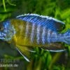 Aulonocara Stuartgranti "Maulana", DNZ -Container Haustiere Geschäft 80272 Aulonocara stuartgranti Maulana Nachzucht 7 9 cm