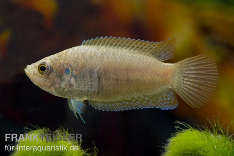 Rundschwanz-Makropode, Macropodus ocellatus (Kaltwasser & Warmwasser) Rundschwanz-Makropode, Macropodus Ocellatus (Kaltwasser & Warmwasser) -Container Haustiere Geschäft 81040 Rundschwanz Makropode Macropodus ocellatus Kaltwas