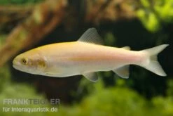 Goldforelle, Oncorhynchus Mykiss (Kaltwasser)