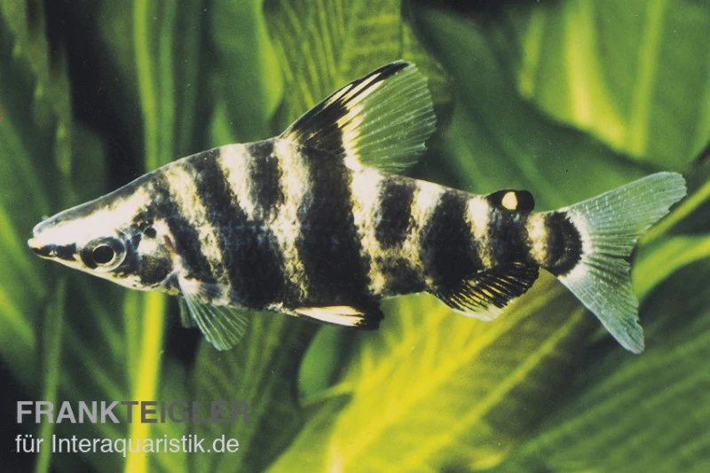 Brachsensalmler, Abramites hypselonotus, 4-6 cm Brachsensalmler, Abramites Hypselonotus, 4-6 Cm -Container Haustiere Geschäft 81064 Brachsensalmler Abramites hypselonotus