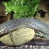 Westafrikanischer Lungenfisch, Protopterus Annectens 2 Westafrikanischer Lungenfisch, Protopterus Annectens -Container Haustiere Geschäft 81810 Westafrikanischer Lungenfisch Protopterus annecten