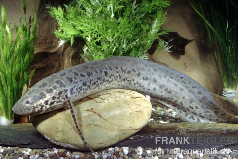 Westafrikanischer Lungenfisch, Protopterus annectens Westafrikanischer Lungenfisch, Protopterus Annectens -Container Haustiere Geschäft 81810 Westafrikanischer Lungenfisch Protopterus annecten