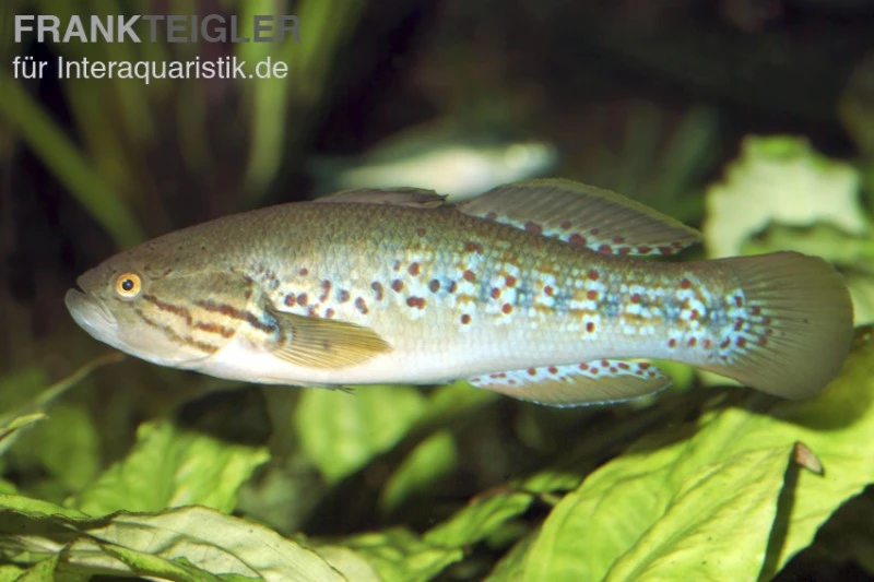 Tüpfelgrundel, Mogurnda mogurnda Tüpfelgrundel, Mogurnda Mogurnda -Container Haustiere Geschäft 81932 Tuepfelgrundel Mogurnda mogurnda