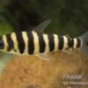 Grüner Leporinus, Leporinus Fasciatus -Container Haustiere Geschäft 81933 Gruener Leoprinus Leporinus fasciatus