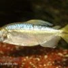 Gelber Kongosalmler, Hemigrammopetersius Caudalis