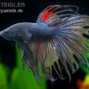 Crown Tail Kampffisch Schwarz, Männchen, Betta Splendens 2 Crown Tail Kampffisch Schwarz, Männchen, Betta Splendens -Container Haustiere Geschäft 81954 Crown Tail Kampffisch schwarz Betta splendens