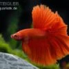Halfmoon Kampffisch Rot, Männchen, Betta Splendens 1 Halfmoon Kampffisch Rot, Männchen, Betta Splendens -Container Haustiere Geschäft 81955 Halfmoon Kampffisch rot Maennchen Betta splendens