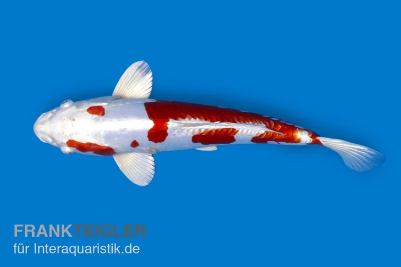 Koi-Karpfen Kohaku, Cyprinus carpio, 7-10 cm (Kaltwasser) Koi-Karpfen Kohaku, Cyprinus Carpio, 7-10 Cm (Kaltwasser) -Container Haustiere Geschäft 82060 Cyprinus carpio Kohaku FSWFT0003